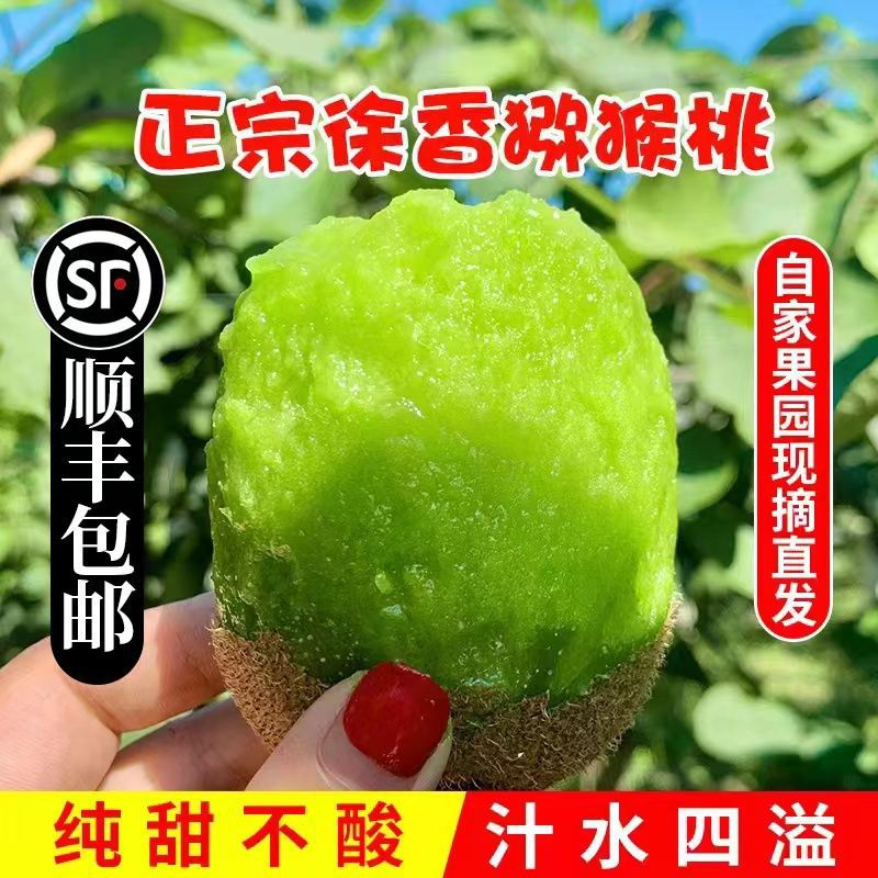 Kiwi Shunfeng Shaanxi Zhouzhi Xu Xiang Kiwi Green Heart Season fresh Manufactor Direct selling