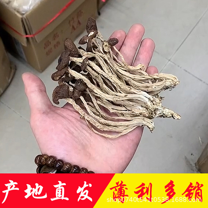 茶树菇产地直销批发3号剪根捆把烘干5号江西茶树菇干货菌菇土特产