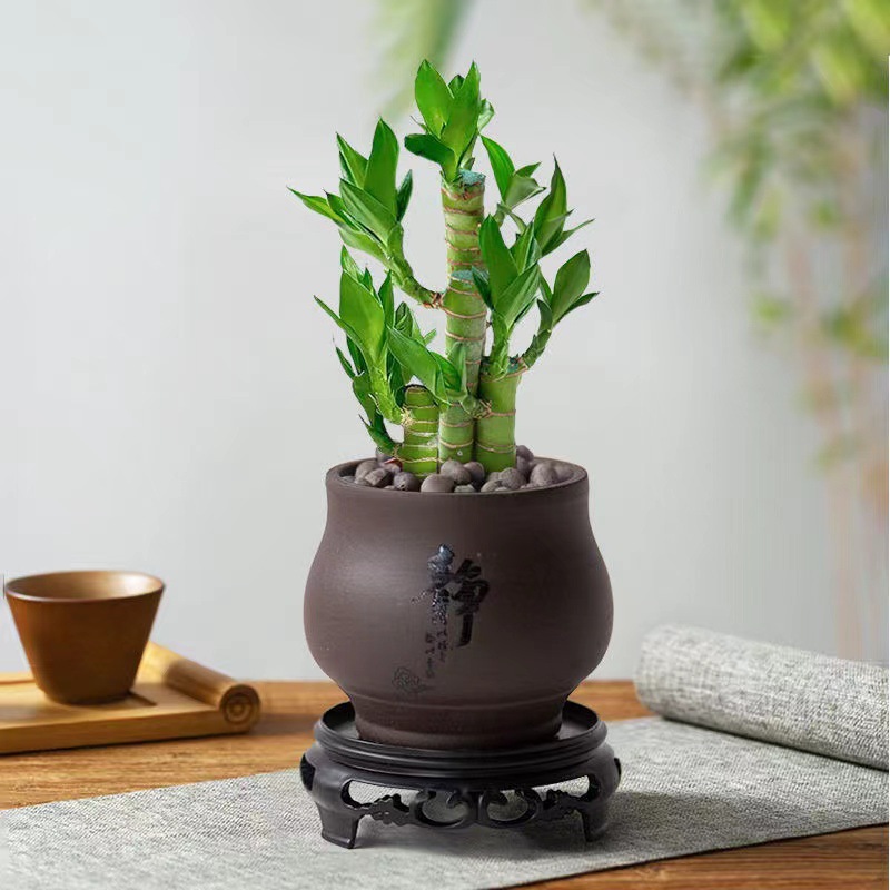 [국민트렌드 뉴스타일] 엄선된 연꽃대나무(징자자색모래냄비) 베이스+영양액 포함