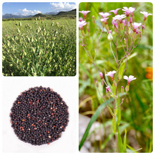 ���l�������N����ș�ݷN���ļ�ͥԺ�׷Nʯ���ļ����^�{�ӷN��