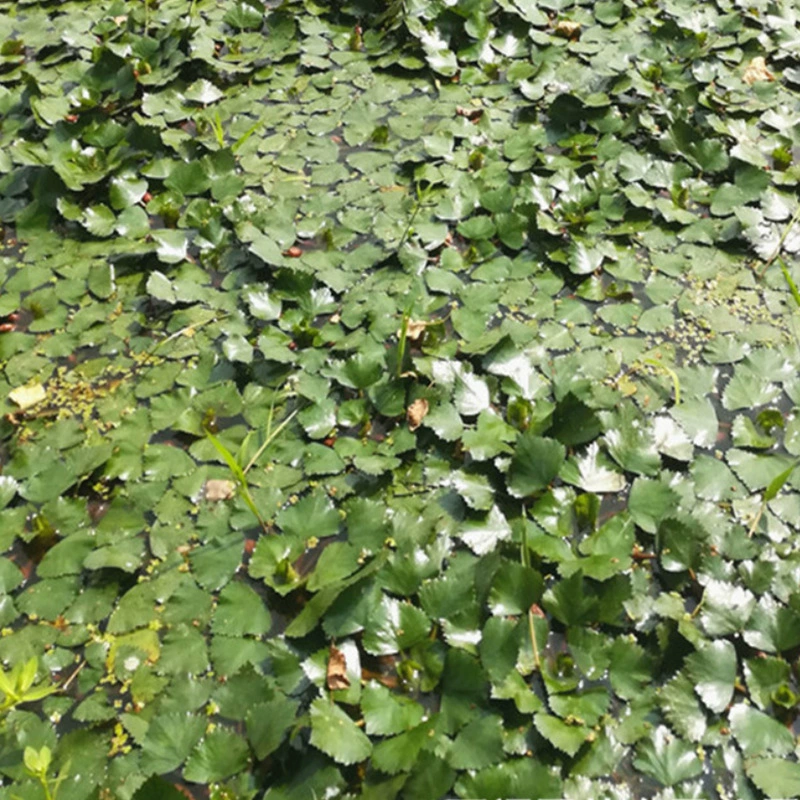 Фабрика оптом красный Ling саженцы ежегодные плавающие воды водные корни травы съедобные большие скидки