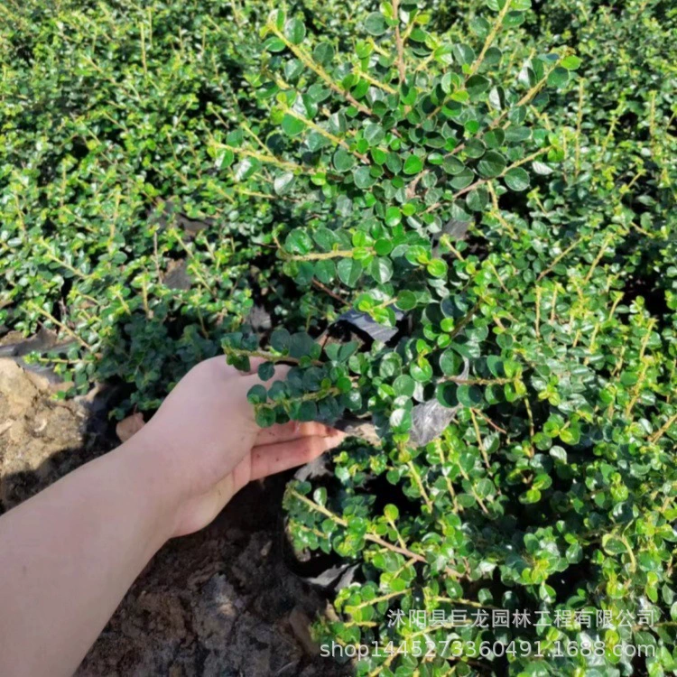 Основание цветка Сунцзы с плоскими ветвями в Сюцяне, проект по зеленению горшечных саженцев Сунцзы с плоскими ветвями, ландшафтный дизайн парковых дорог.