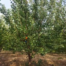 عɽӘ ߶ȹڷ10~15 Gľ ľֱN