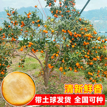 �ڰ����۽�ۘ�����ļ��V����Ƥ��ʳ�ù������Ә������̨ˮ����