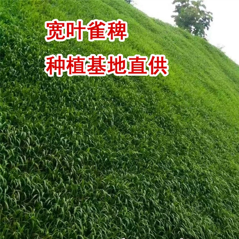 Широколиственные семена Паспалум Семена Паспалум Широколиственные семена травы польза семян травы засухоустойчивость