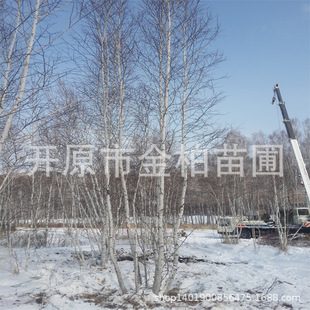 �Եذט��8-12���� �����ט�5��֦ �����G����ľ �ט�������l