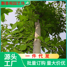 一件代发杜仲树苗园林绿化苗木色行道风景树庭院种植乔木价格优惠