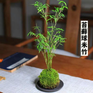 米竹盆景植物室内微观盆景凤尾竹观音竹观赏小型米竹盆栽夏季懒人-阿里巴巴