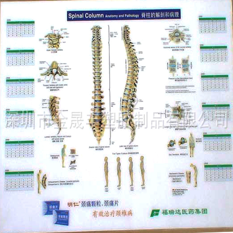 厂家供0.2-1.5mm厚医用礼品桌垫人体脊柱解析识记图谱透明度高垫