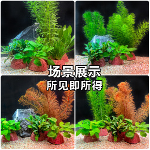 �~�׻�ɽʯˮ��ֲ����ݾG������ˮ���������ˮ���쾰����ˮ�|