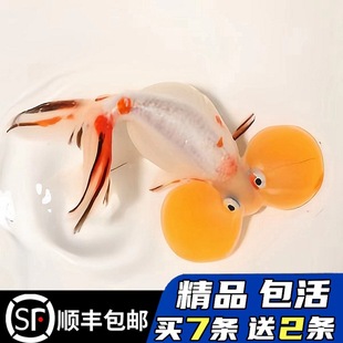 ��Ʒˮ�ݽ��~���~�����^�p�~���۵�ˮ��ˮ���w��ؔˮ�匙��t�廨