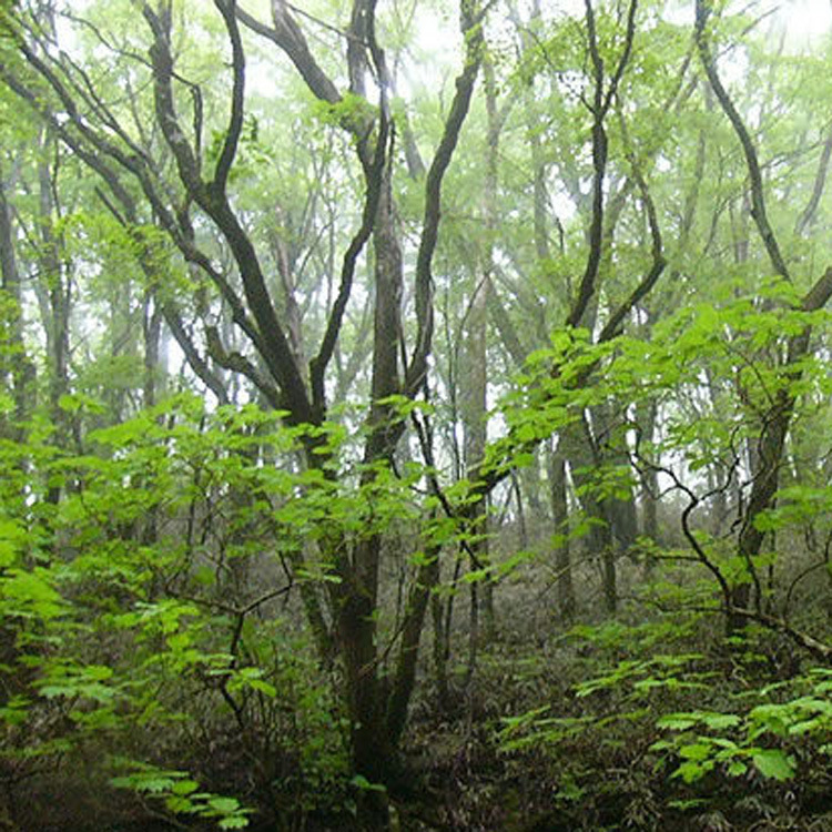 森林香精，柚子香精，青苹果香精，水油两溶香精