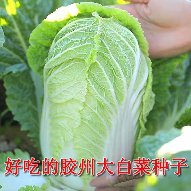 厂家直销秋季大白菜种子正宗胶州大白菜抗病高产白菜籽批发菜种子