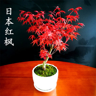 �ձ��t���辰ֲ��t�輧�����҃��ļ����B�����̨ͥԺ�ļ��t����
