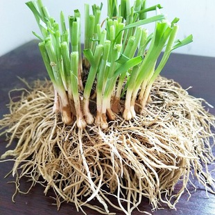 Freshly Dug Leek Roots, New Leek Roots, Fragrant Leek, Wide-Leaf Leek Roots, Easy to Grow in Balcony and Courtyard All Year Round