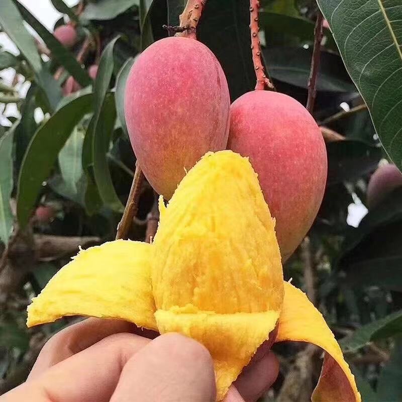 [Hainan Guifei Mango] Fresh Fruits in Season Are Sweeter Than the First Love Mango 9 Non-Daqing Mango Non-Sweetheart Mango Substitute