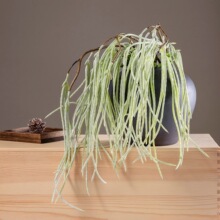 �L���Ƕ�������ܛ�z���ٶ�֦�ҾӘӰ��g��cɭϵ�b廨��ֲ��