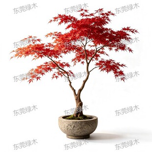 Large Artificial Red Maple Tree �����쾰�t���~�����