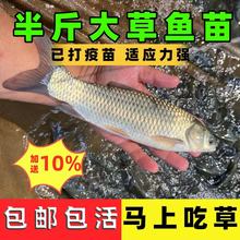 大草鱼苗淡水好养殖可食用草鱼四大家鱼鲩鱼半斤特大草鱼活体鱼苗