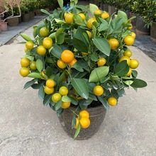 Vļl͏d[ֲ҃ȻܾGֲС辰B