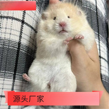 �S��ֱ�N�Lë��z�ܻ����Ѵ�����С�}���Lë��ϡ�в���������ë��