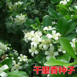 批发千里香种子观花小乔木七里香万里香九秋香黄金桂高出芽率