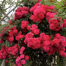 һlNޱļ_ٱ¼ͥԺ¼̨