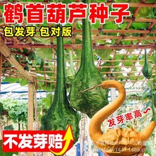 鹤首葫芦种子天鹅葫芦种籽观赏种子原装四季蔬菜种子大全代发批发