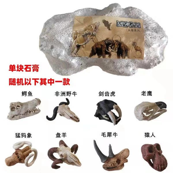 【Live version】Large skull (no tools and no packaging)