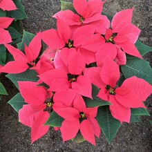 精品一品红 平头红 基地供应 绿化租摆用 青州花卉苗木