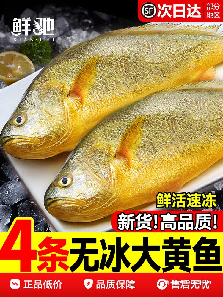 新货大黄花鱼新鲜冷冻生鲜水产鲜活冰鲜海鱼宁德小黄鱼黄鱼鲞商用