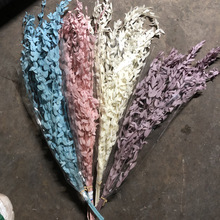 ���������~�ȼ����~ �~�X�� �O���� ���~�� Ư���ȼ����~��ɫ���x