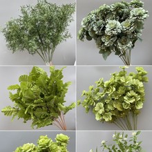 ��c��ˇ����Gֲ�Pβ�~���ȼ������þGɫ�������ϻ�Y����