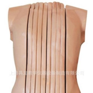 Men's Shoe Trunk Sagittal Section Anatomy Model Men's Shoe Trunk Sagittal Section Anatomy Model Men's Shoe Trunk Sagittal Section