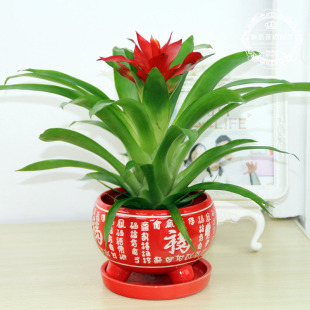 �¿��ļ��_�����Bֲ�����҃�ˮ��Gֲ�t�ƿ͏d�������\���^����