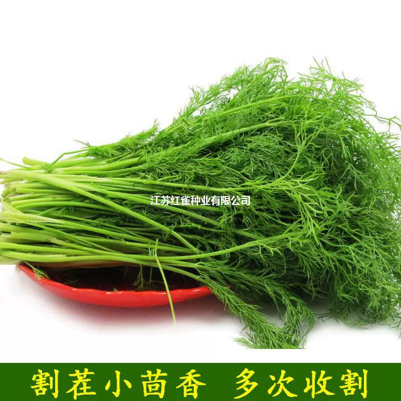 Stubble резки Семян Фенхеля Four Seasons семена фенхеля старые сорта могут быть сохранены много раз, чтобы собрать семена овощных культур весной и осенью посев