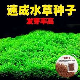 水草种子迷你对叶前景草大叶珍珠种子鱼缸水族箱造景装饰批发绿植