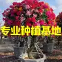 三角梅四川福建基地树桩