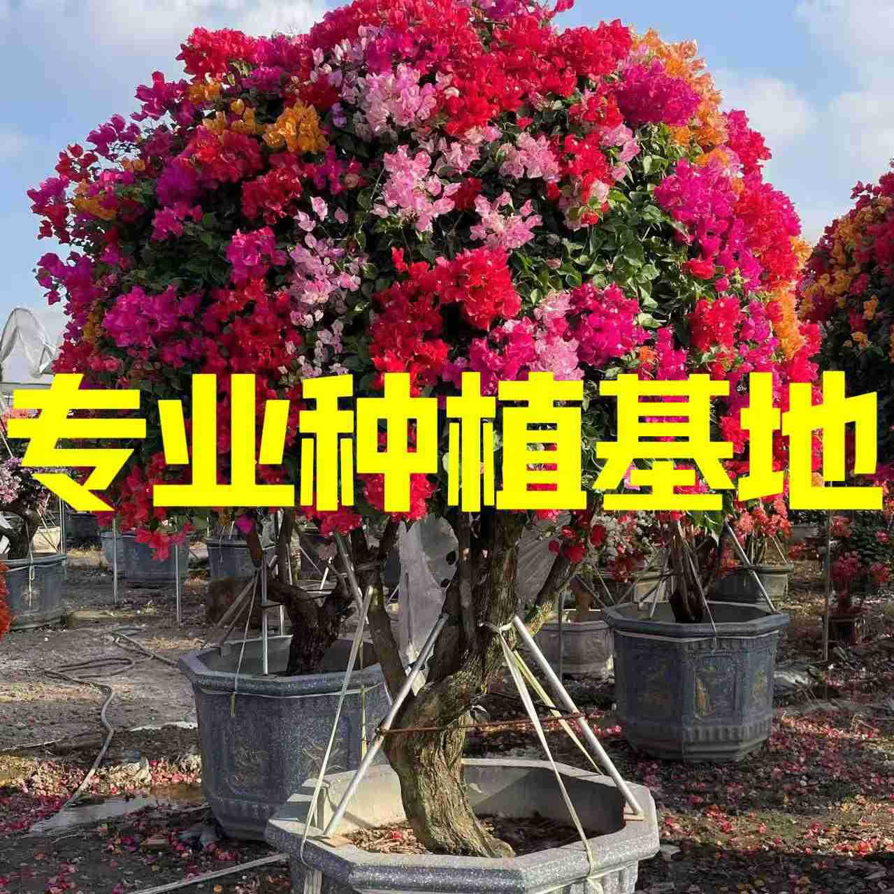 四川紫花三角梅树桩批发 福建多色三角梅价格 中国红三角梅基地