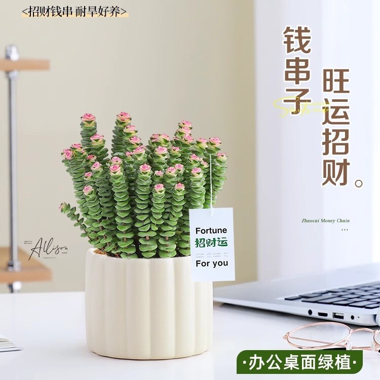 Money String Small Potted Office Green Plant Fortune-Attracting Flower Indoor Entrance Desktop Workstation Decoration Easy to Care for and Maintain