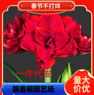Amaryllis Potted Double-Petaled Single-Petaled Double-Color Color-Changing Seed Bulb Large Ball Ground Planting Bulb Flower Plant Potted Flower