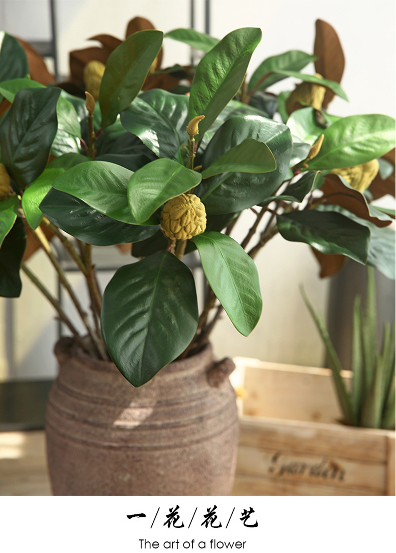 1玉兰叶_06.jpg