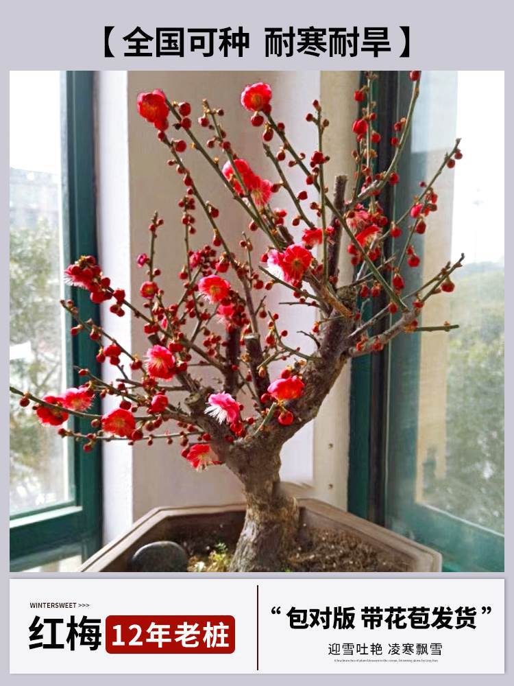 [향기로운 홍매화] 12년근 더미 [꽃이 많이 피고 나무 모양이 아름답다] (개화기에는 꽃이 피고 재발생하지 않음)