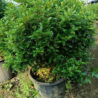 基地实拍规格齐全清香木盆栽清烘焙强力驱蚊草绿植四季好养胡椒木
