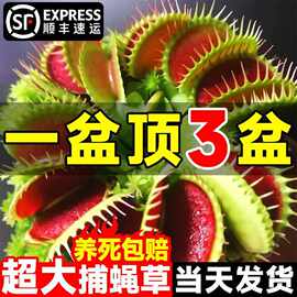 超大捕蝇草盆栽猪笼草耐寒绿植物食虫草食人花卉幼儿园好养活室内
