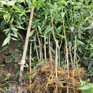 New Variety of Peach Tree Seedlings, Golden Honey Sweet Yellow Peach Tree Seedlings, Grafted Peach Tree Seedlings, Ground Planting, Potted Plants, Planting in the North and South