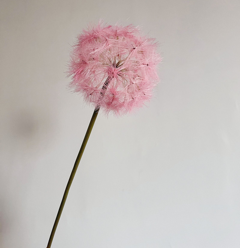 蒲公英中号粉色1