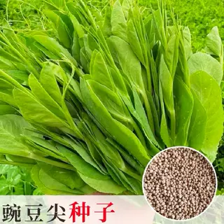 批发蔬菜种子阳台种子花盆无须豌豆尖盆栽家庭种植地栽小院