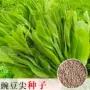 地栽家庭小院盆栽种子