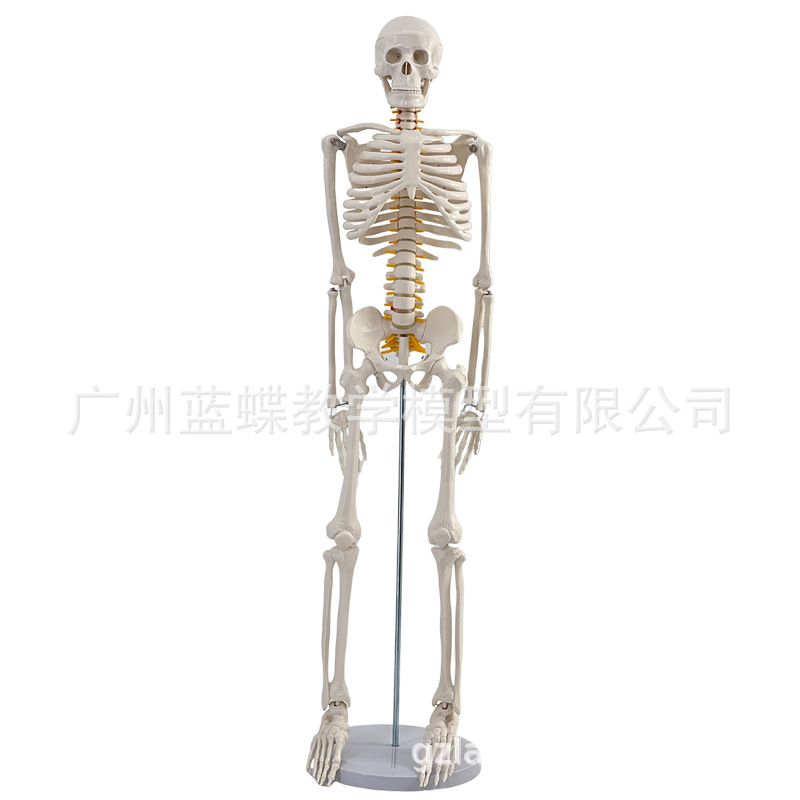 85cm�������ģ��170cmȫ�����˹Ǽ�����ģ��С���ý�ѧ��׵ģ��